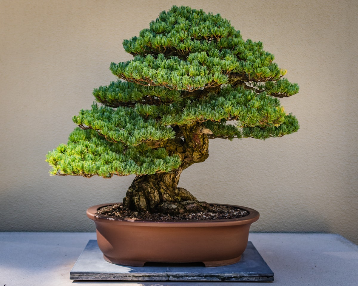 Juniper bonsai tree — a symbol of patience, craft, and connection to nature